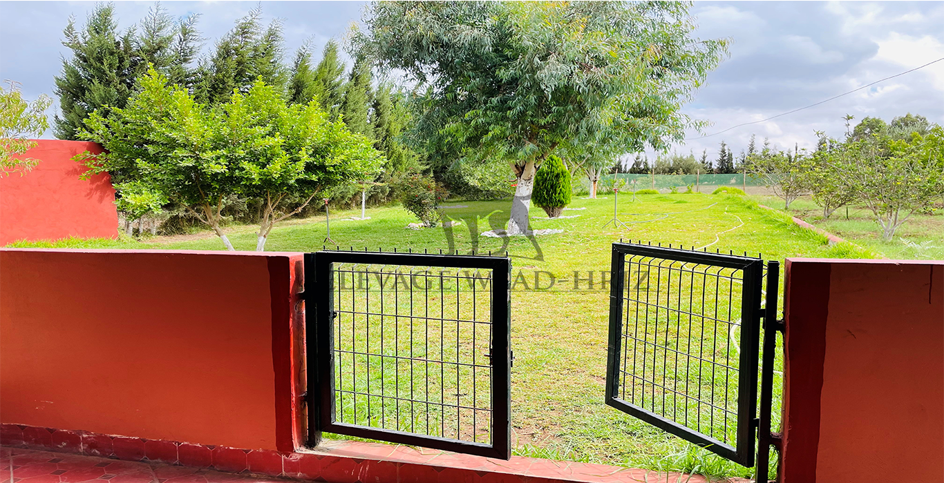 Garderie canine luxueuse